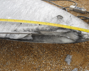 葉尖雷擊損傷修復(fù)